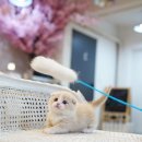 서울고양이분양 묘연 이미지