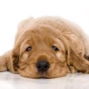 더드림동물병원 이미지