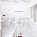 링크애견샵 이미지