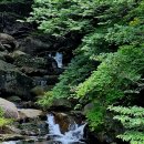 섬진강대나무숲길 이미지