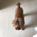 모리펫샵 이미지