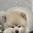 비쇼네 이대점 이미지