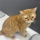 냥이의하루 카페.분양 이미지