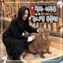 털복숭이친구들 | 쥬니멀 동물원 | 청주실내동물원 후기! 카피바라부터 다른 동물 친구들까지 직접 만지고 교감한 즐거운...