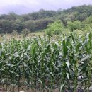 옥식농장 이미지