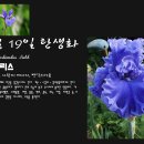 아이리스(IRIS) 이미지