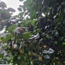 솜반천로 이미지