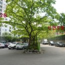 성원아파트 앞 이미지