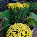 국화약국 이미지