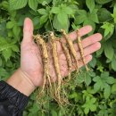 10월17일.꽃게+돌게장 선물세트,산양산삼,해남고구마,찹쌀떡 선물세트,청도반시,레몬 이미지