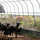 솔염소농장 이미지