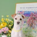 소우주 애견미용실 이미지