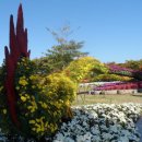 2025 드림파크 국화축제 이미지