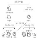 면역세포 : 흉선과 골수에서 시작되는 비특이적 면역세포 이미지