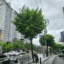 강서구-61 이미지