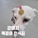 퍼피대디 | 강아지 목걸이 인식표 프랜대디 푸들과 스피츠 커플 착용