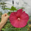 삼광 | 쥬얼리야생화 매장에서 직접 살펴보고 골라온 고급무늬잎 삼광중투 천리향 후기