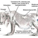 날으는 동물병원 이미지