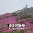 참꽃 | 대구 비슬산 참꽃군락지 산행 전기버스 이용 후기 실시간 참꽃 개화 상황