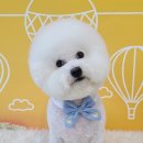 허니비 펫살롱 이미지