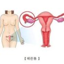 배란통 원인 배란혈 나오는 시기양 알아보자 이미지