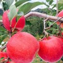 apple (애플, 사과, (깨무니) 아플) 어원 이미지