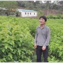 하늘누에 이미지