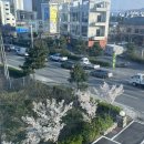 송주회수산 네이버블로그