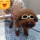 용인서현 동물병원 이미지