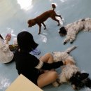 카페독스 이미지