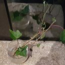 서라벌농원