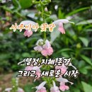 사루비아 - 중구 을지로 131 | 사루비아