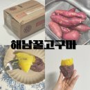 해남 꿀고구마 군고구마 맛있게 구워서 냉동보관하기