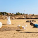 휘닉스 제주 섭지코지 이미지