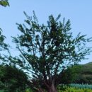 커피명가 이미지