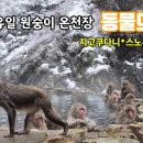 동물의왕국 나가노현 원숭이 온천장, 세계유일의 스노우몽키파크, 나고야 출사 다녀왔습니다. 세상에 이런일이 있습니다~ 이미지