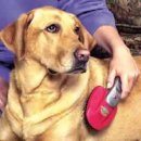 미용하는 강아지 이미지