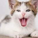묘들링(Meowdeling)