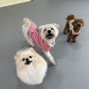 데이멍스 이미지