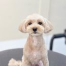 Grooming574 이미지