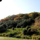 나무숲소 이미지