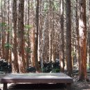 피톤치드 이미지