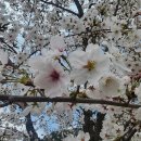 즐거운 소풍 | 뮤즐리와 즐거운 봄소풍! 작천정 벚꽃놀이 후기!_울산 기타/드럼/보컬/피아노 학원