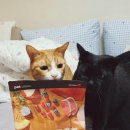 늘본 | 늘보루 고양이 사료_나우 시니어