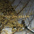The 산수유 | 봄꽃 개화순서와 함께 알아보는 구례 산수유마을 축제 정보