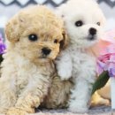 울산 제이앤독 애견샵 이미지