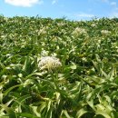 문주란 자생지 이미지