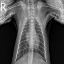 파크동물의료센터 이미지