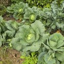 미르네농장 이미지