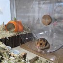 골든엔젤 | [햄스터 용품] 골든 햄스터 쳇바퀴 4종 사용 후기 (소음 가격 장,단점)